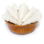 نبات نی دار سفید