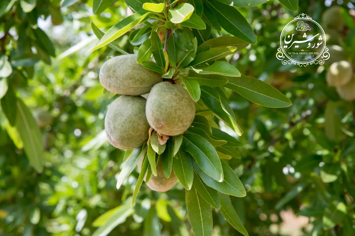 خواص بادام درختی